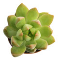 Sedum Adolphy